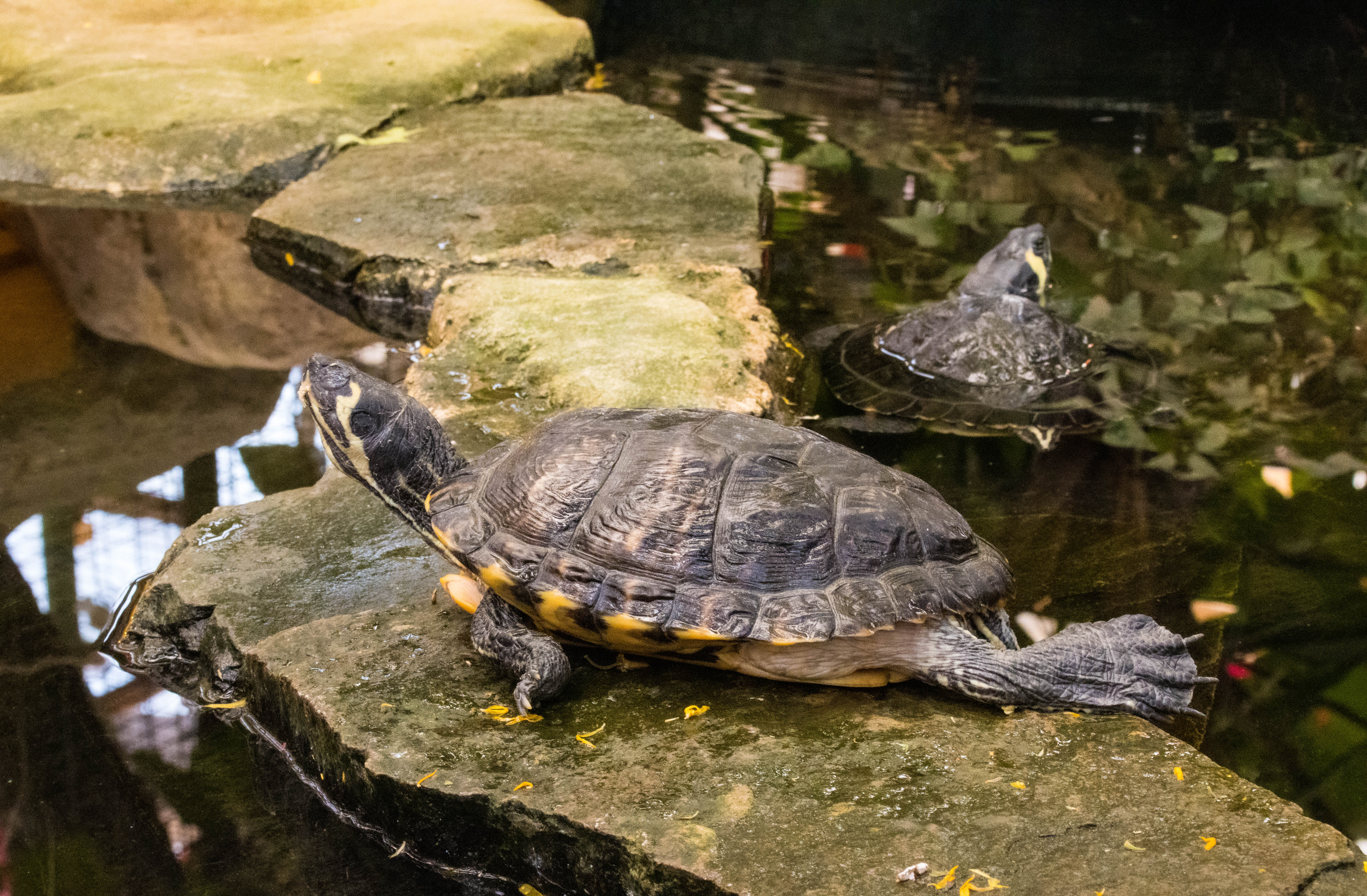 Tortue Trachemys scripta scripta (tortue de Floride)-IMG_0825.jpg